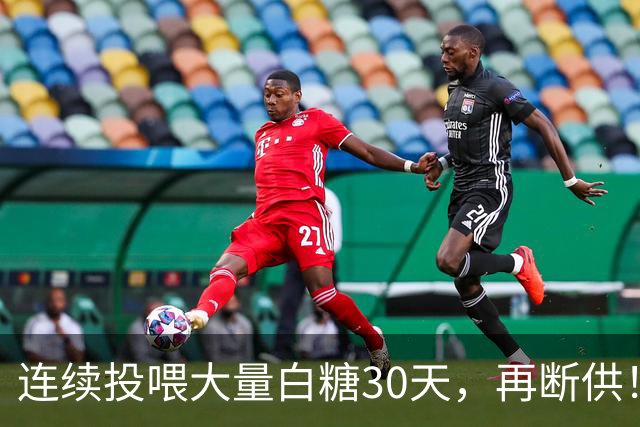 连续投喂大量白糖30天，再断供！国外网红扮“蚂蚁天神”整蛊野生蚁群